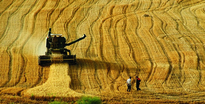 Türkiye tarım alanlarını kaybediyor: Arpa ve buğday ithalatına milyarlarca lira para ödendi