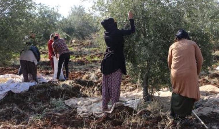 Zeytinyağı ihracatına yasak, üreticiyi mağdur edecek