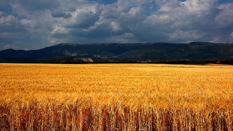 Ukrayna’dan kalkan gemi Türkiye’de buğday fiyatlarını düşürdü- Ekmek fiyatları düşmeyecek