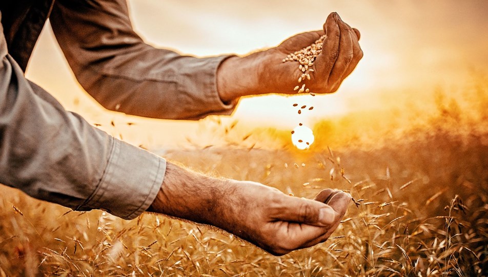 BM Gıda Görünümü Raporu: Türkiye neden en çok buğday ithal eden 3. ülke?