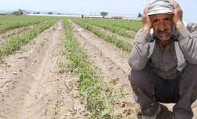 BBC Türkçe: Tarımda girdi maliyetleri arttı, 12 yılda çiftçilerin yarısı tarımdan uzaklaştı
