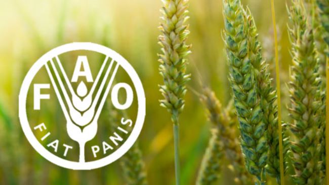 FAO: Rusya-Ukrayna savaşı gıda ve yem fiyatlarını yüzde 20 artırabilir