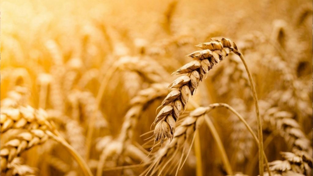 Hindistan buğday ihracatını yasakladı, fiyatlar yükseldi