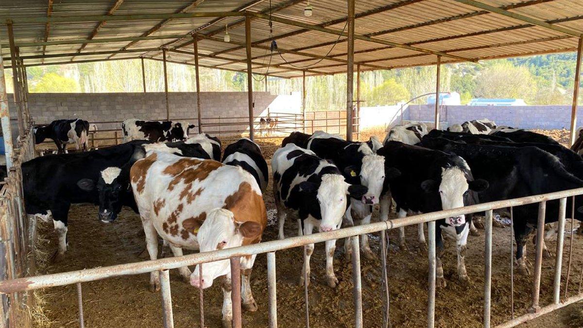 Süt ürünleri uyarısı: Çok yüksek fiyatlardan tüketmek zorunda kalınacak