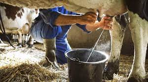 Çiğ süte yüzde 13,3 zam süt krizine çare mi?