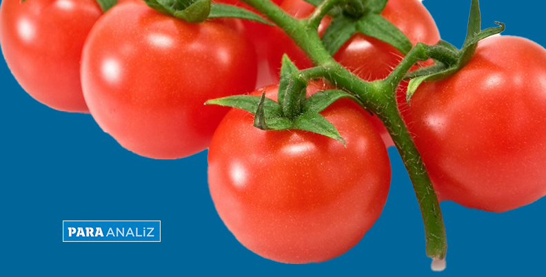 İsrail’de domates mahsulünün yüzde 70’i hasat edilemeyecek! Tarım Bakanlığı lise öğrencilerini çağırdı!