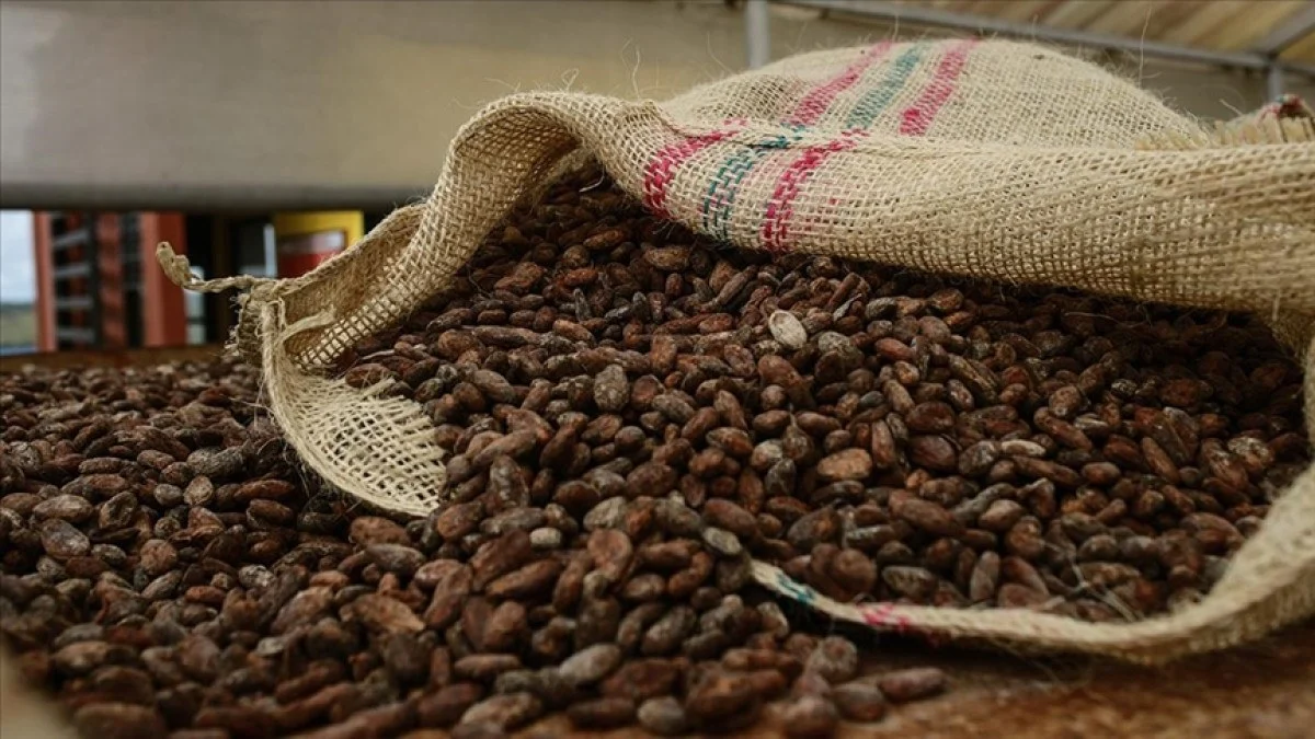Artan kakao fiyatları çikolata ihracatçılarının gündeminde…