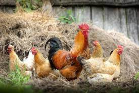 Ticaret Bakanlığı, tavuk eti ihracatına sınırlama getirdi