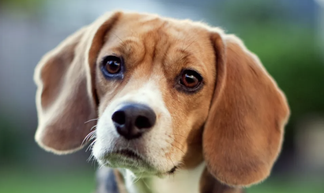 ABD’de köpeklere zulmeden şirkete tarihi para cezası