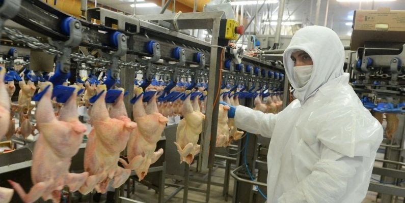 Rekabet Kurulu’ndan piliç eti üreticilerine sert yaptırım: 3,7 milyar TL ceza kesildi