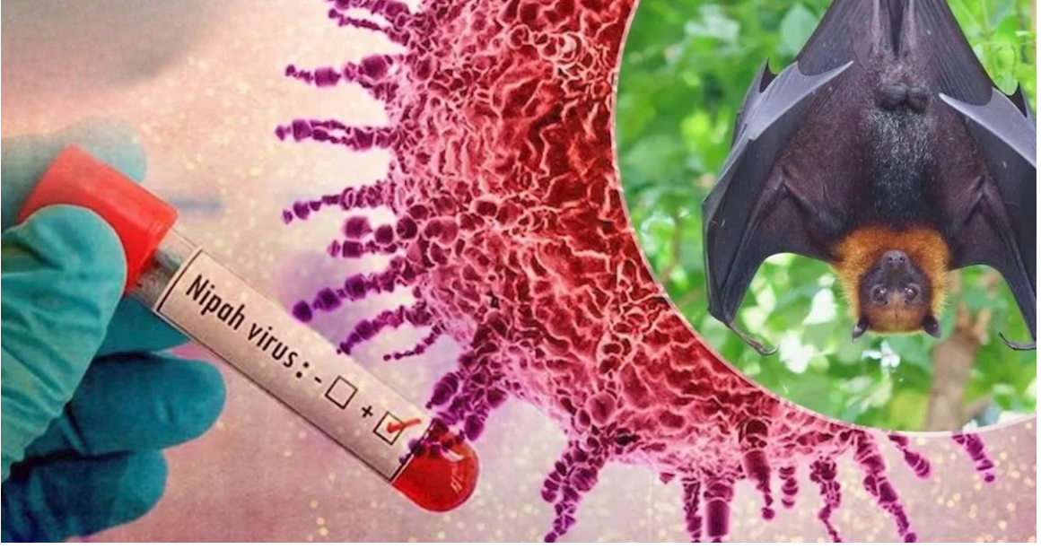 YORUM:  Covid-19’un kuzeni Nipah Virüsü’nden hürmetler