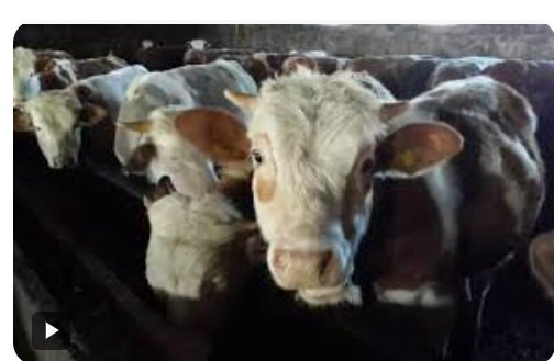 Et Fiyatları Manipüle mi Ediliyor?