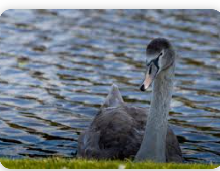 OMFIF: 2026’da Piyasaları Sarsabilecek 5 “Gri Kuğu” Senaryosu